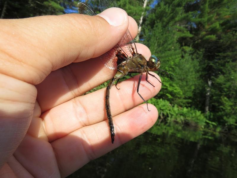 Photo of Prince Baskettail