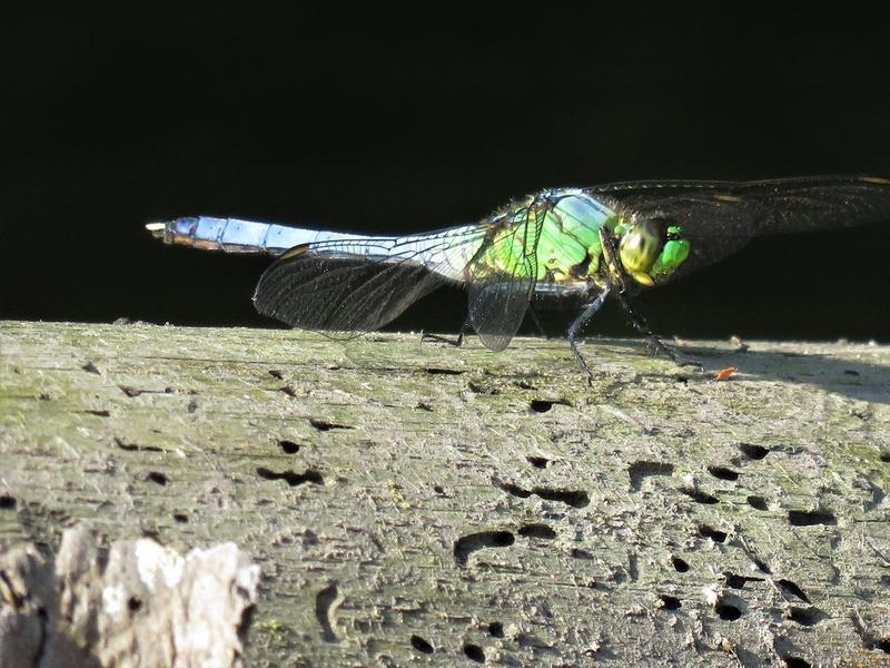 Photo of Eastern Pondhawk