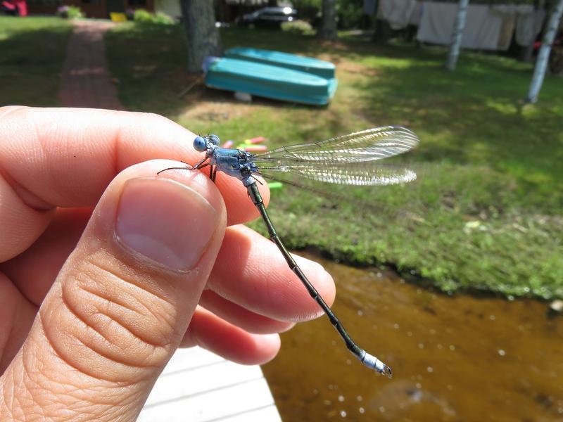 Photo of Amber-winged Spreadwing