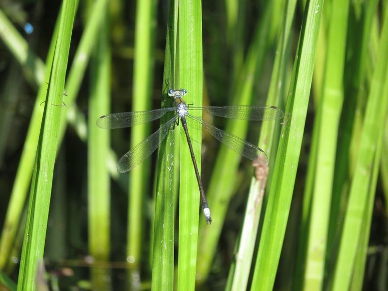 Photo of Elegant Spreadwing