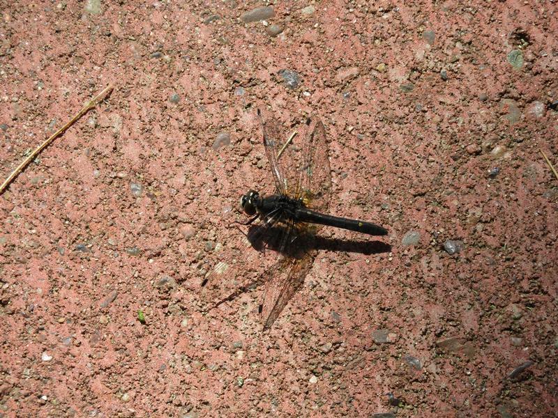 Photo of Dot-tailed Whiteface