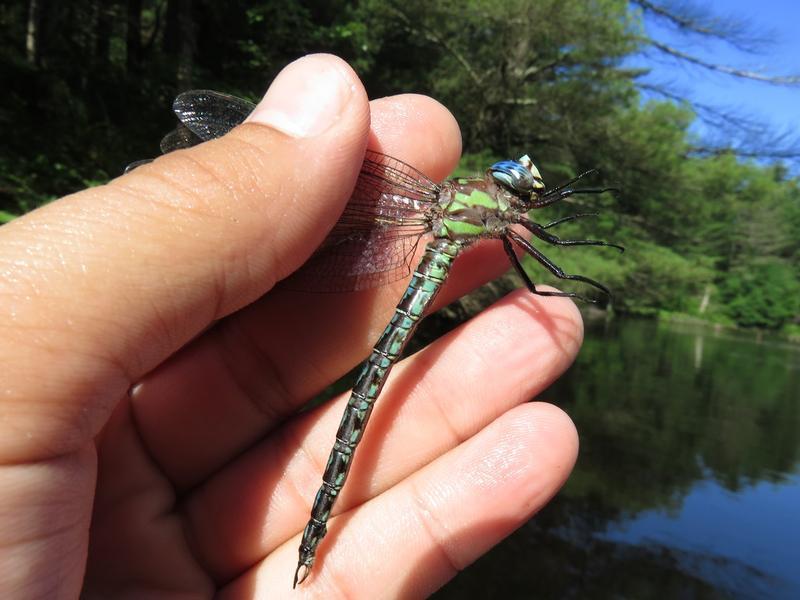 Photo of Cyrano Darner