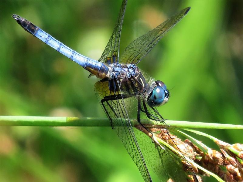 Photo of Blue Dasher