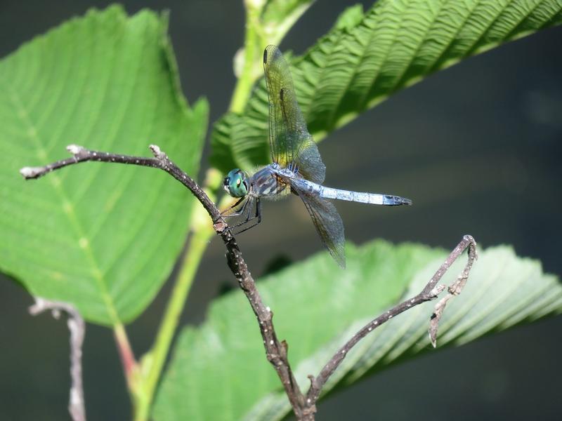 Photo of Blue Dasher