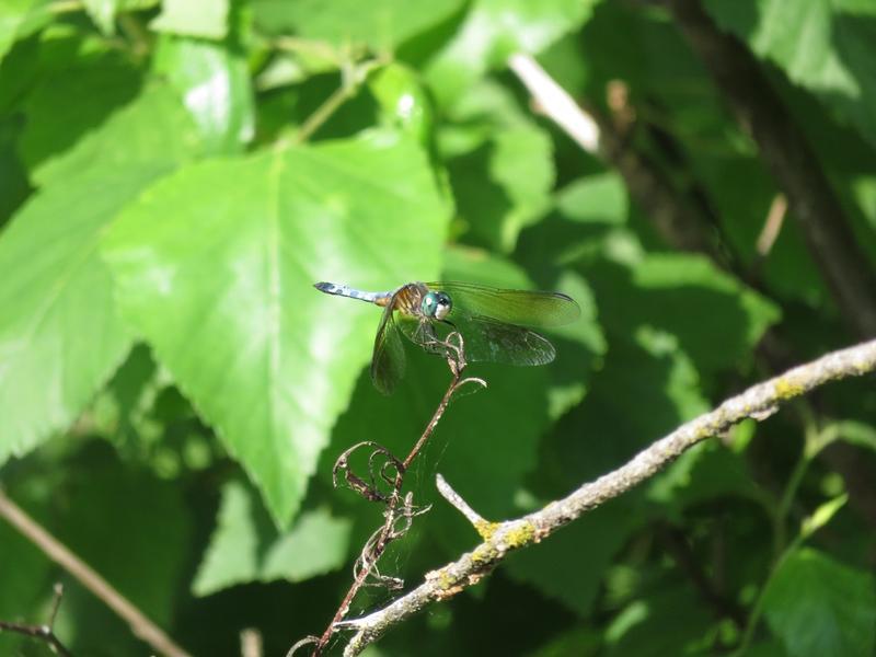 Photo of Blue Dasher