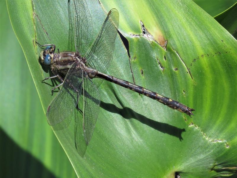 Photo of Dusky Clubtail