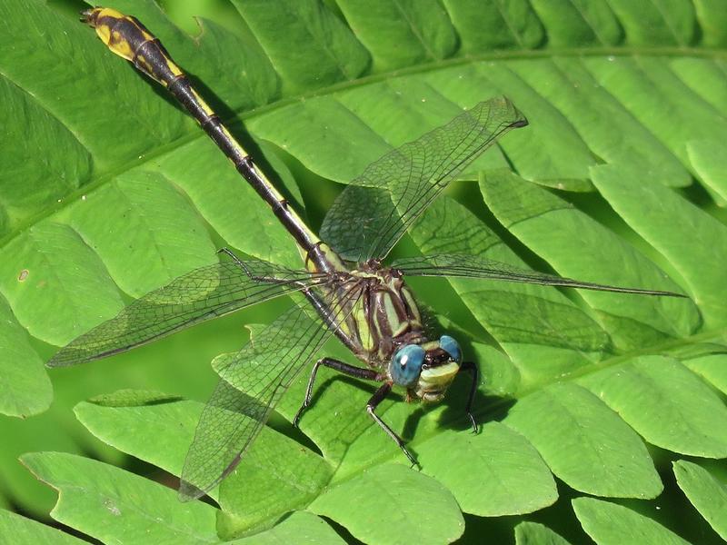 Photo of Lancet Clubtail