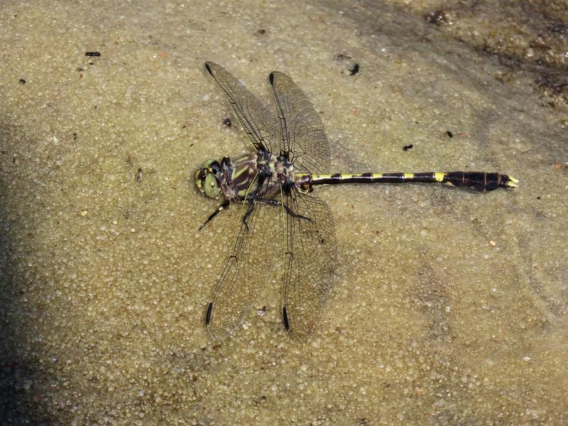 Photo of Common Sanddragon