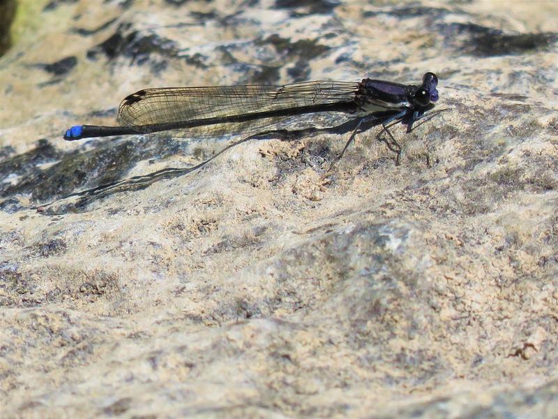 Photo of Blue-tipped Dancer