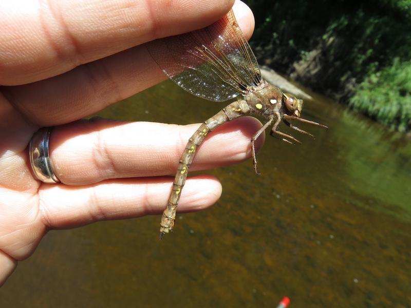 Photo of Fawn Darner