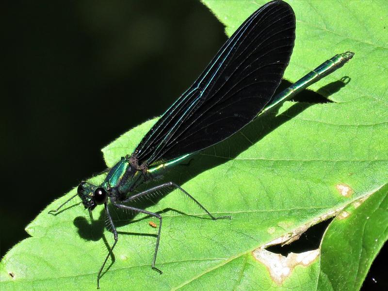 Photo of Ebony Jewelwing