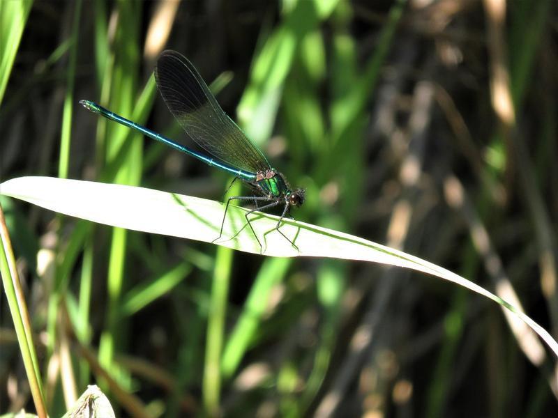 Photo of River Jewelwing