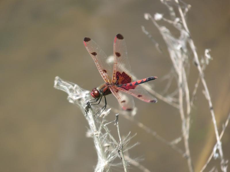 Photo of Calico Pennant