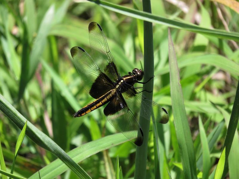 Photo of Widow Skimmer