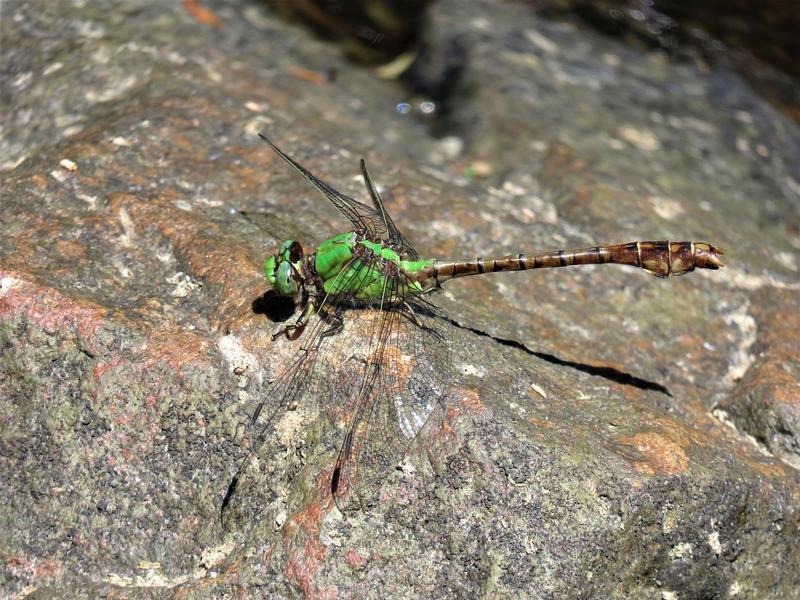 Photo of Rusty Snaketail