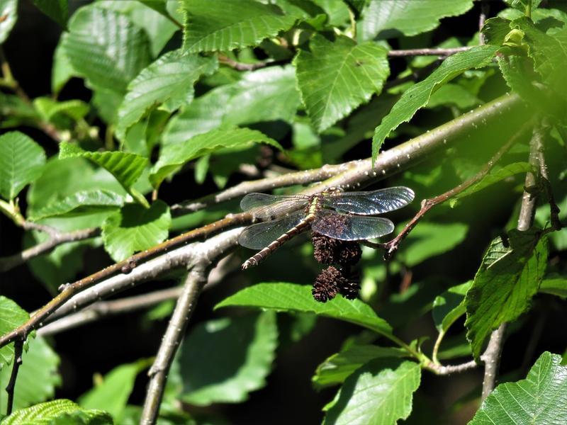 Photo of Sioux Snaketail