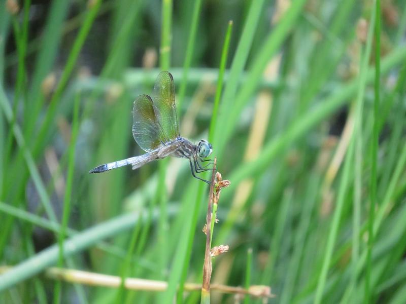 Photo of Blue Dasher