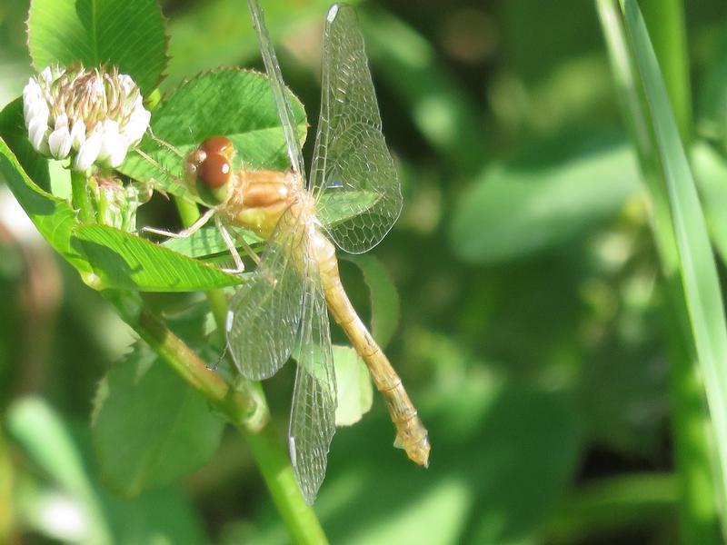 Photo of Autumn Meadowhawk