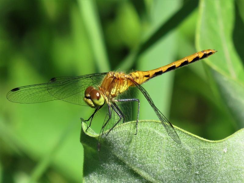 Photo of White-faced Meadowhawk