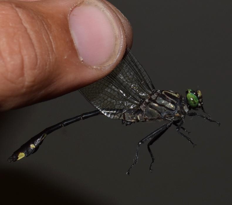 Photo of Cobra Clubtail