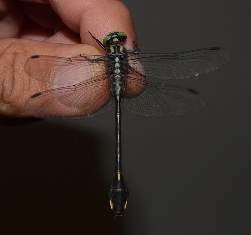 Photo of Cobra Clubtail