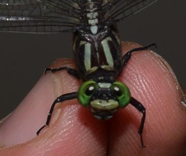 Photo of Cobra Clubtail