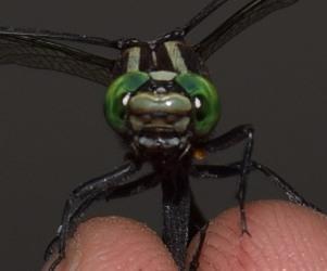 Photo of Cobra Clubtail