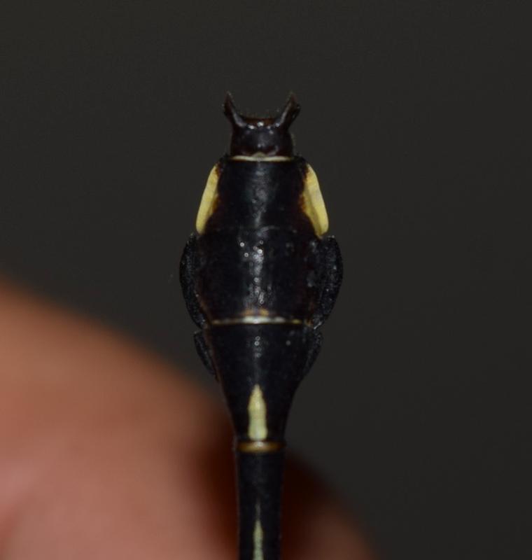 Photo of Cobra Clubtail
