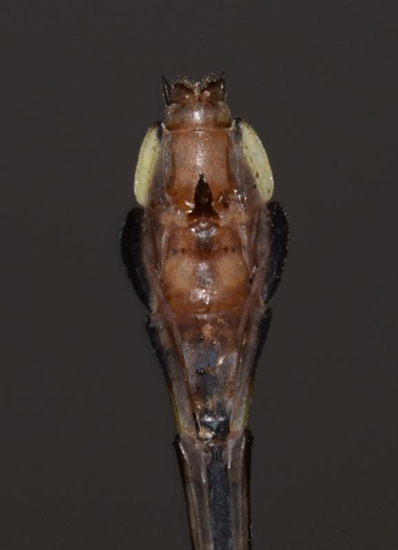 Photo of Cobra Clubtail