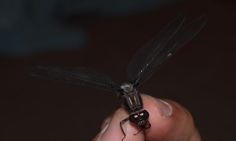 Photo of Chalk-fronted Corporal
