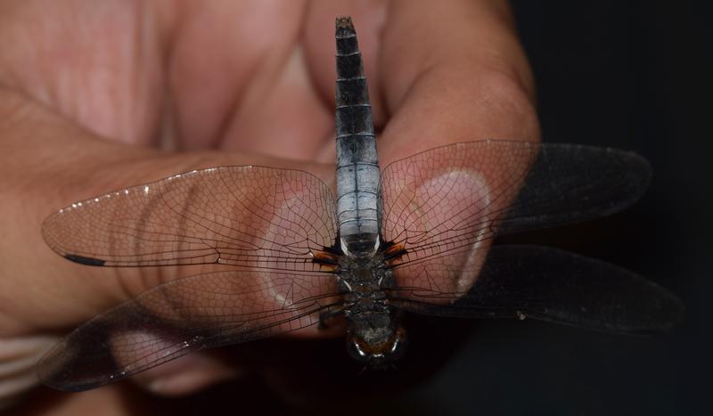 Photo of Chalk-fronted Corporal
