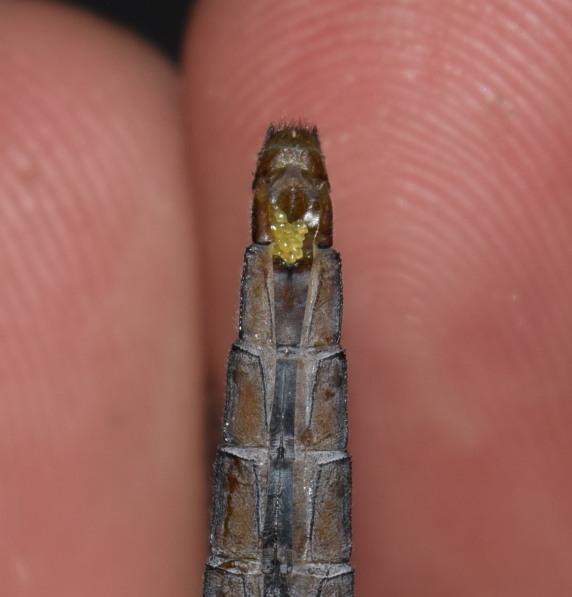 Photo of Chalk-fronted Corporal