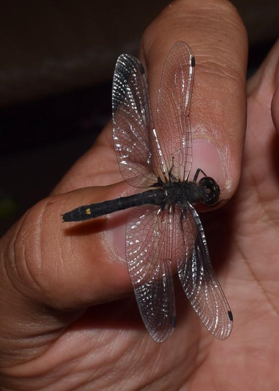 Photo of Dot-tailed Whiteface