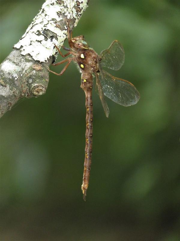 Photo of Fawn Darner