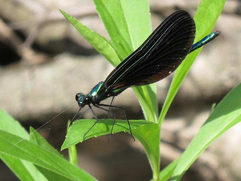 Photo of Ebony Jewelwing