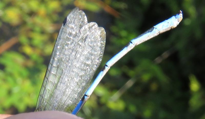 Photo of Familiar Bluet