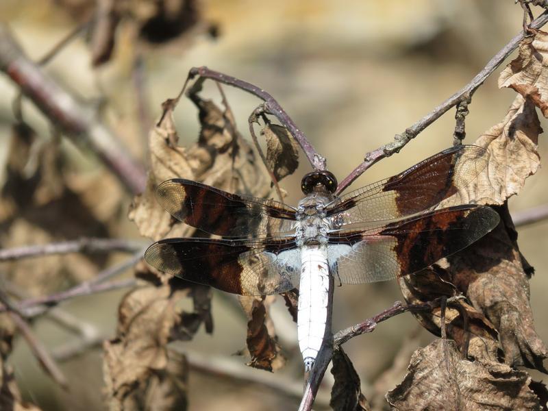 Photo of Common Whitetail