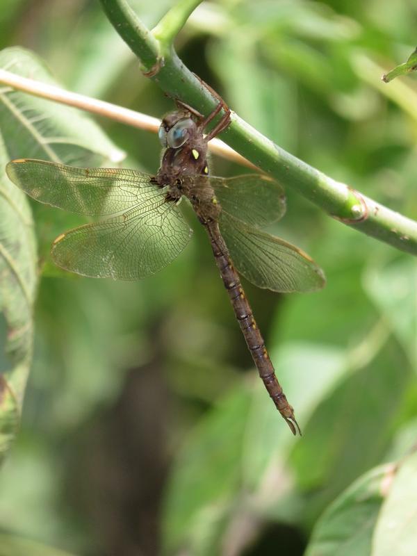 Photo of Fawn Darner