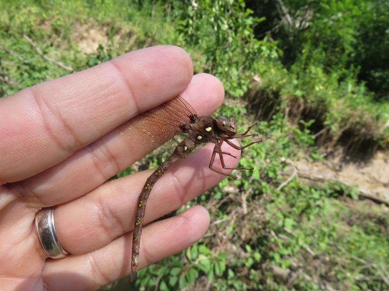 Photo of Fawn Darner