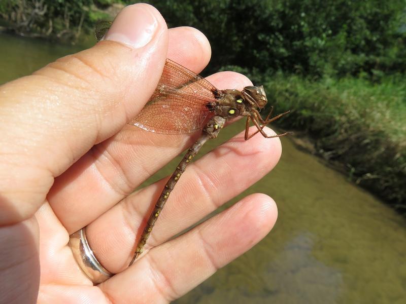 Photo of Fawn Darner