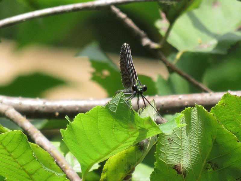 Photo of Ebony Jewelwing