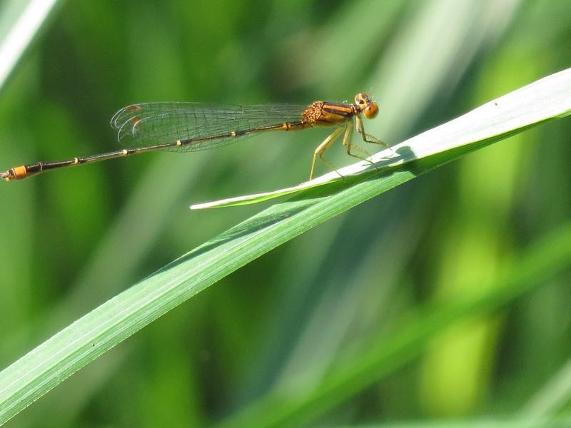 Photo of Orange Bluet