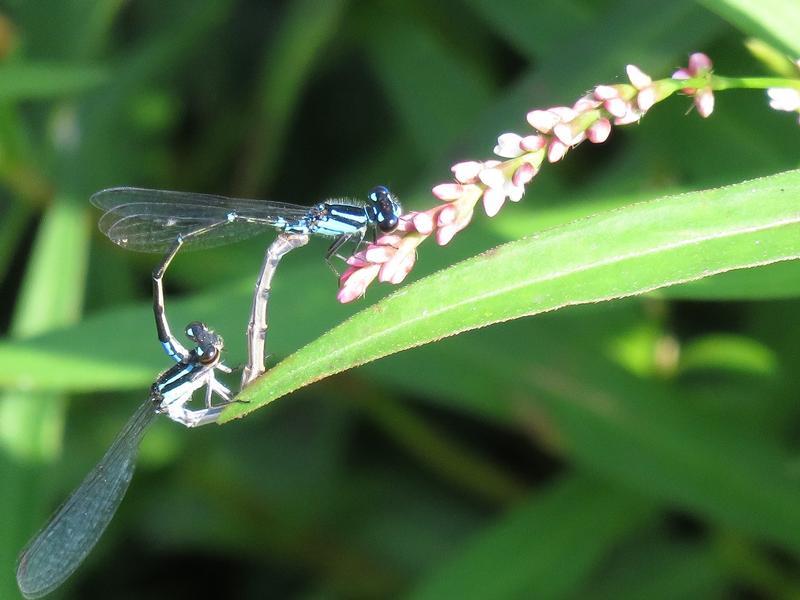 Photo of Skimming Bluet