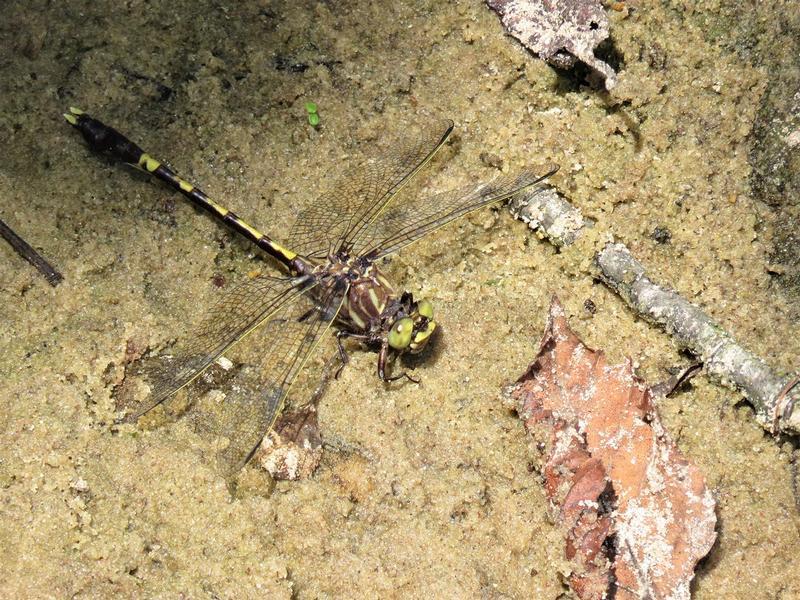 Photo of Common Sanddragon