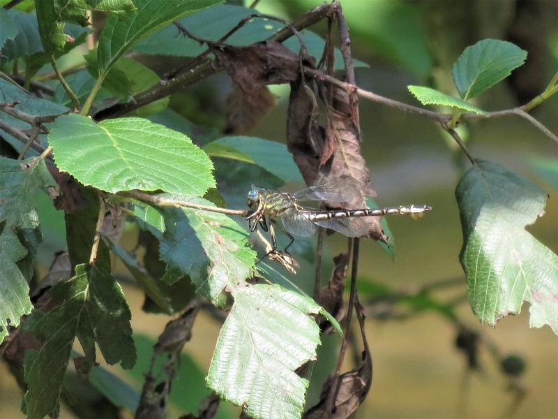 Photo of Elusive Clubtail