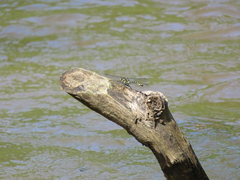 Photo of Zebra Clubtail