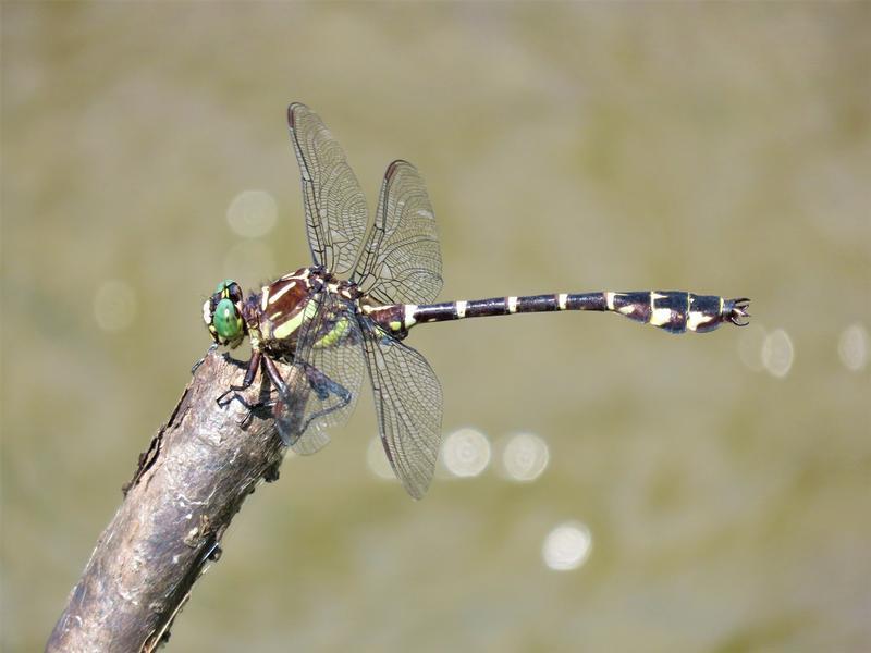 Photo of Zebra Clubtail