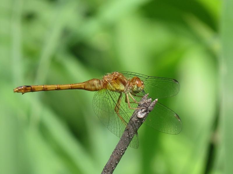 Photo of Autumn Meadowhawk