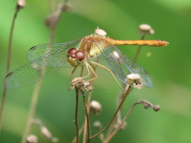 Photo of Autumn Meadowhawk