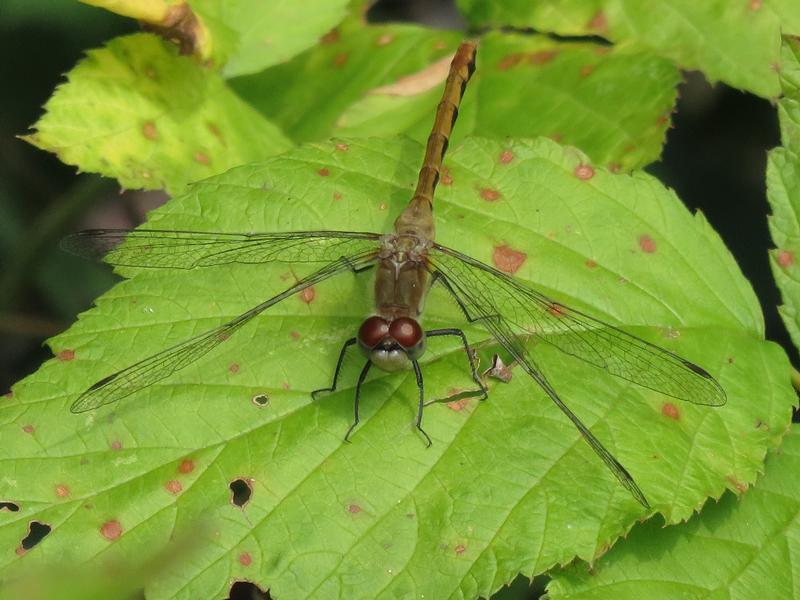 Photo of White-faced Meadowhawk